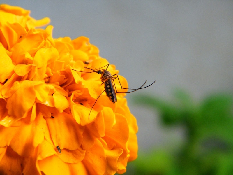 8 Essential oils that keep insects away naturally     
