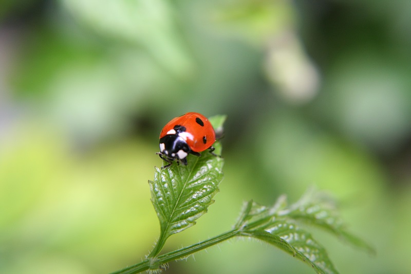 natural healthy garden