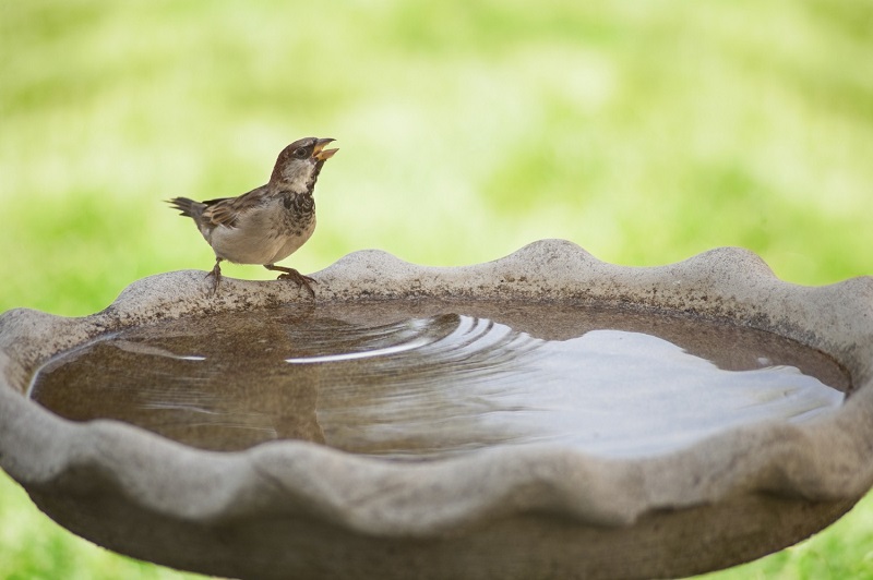 Water sources: 6 ideas to decorate your garden