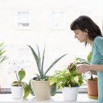 get rid of whiteflies