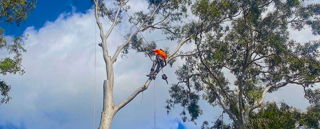 The Art of Tree Pruning – Tips for Shaping Your Trees For Aesthetic Appeal