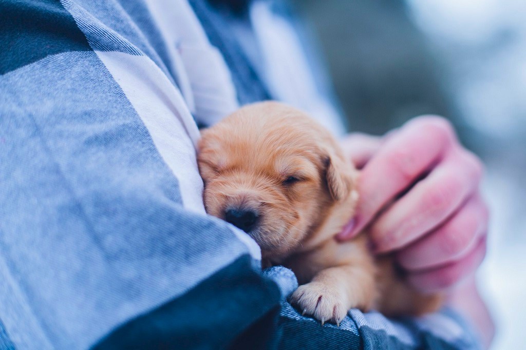 Choosing the Right English Labrador Breeder: A Guide for Responsible Puppy Buyers