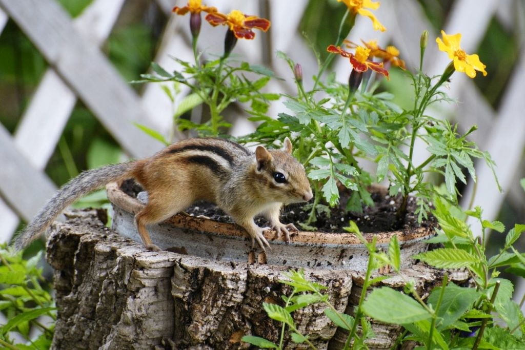 Humane chipmunk trap placed beside a flower garden for safe removal